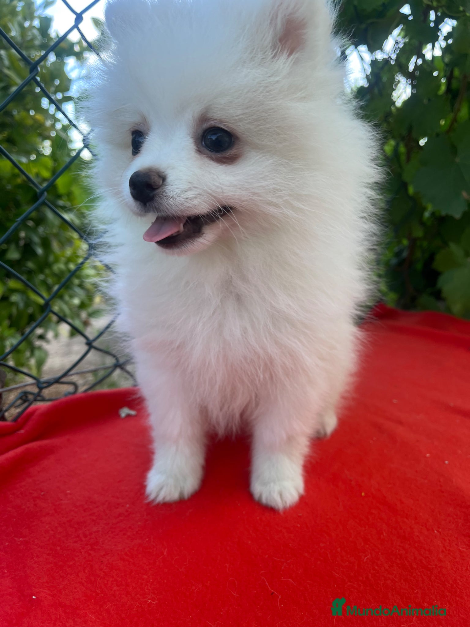Pomerania perros PRECIOSA HEMBRA DE POMERANIA RUSO - Anuncio 3