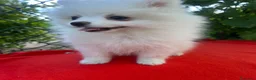 Pomerania perros en venta: PRECIOSA HEMBRA DE POMERANIA RUSO - Anuncio 1