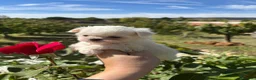 Bichón Maltés perros en venta: Bichon maltés toy - Anuncio 7