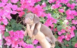 Teckel Miniatura perros en venta: Teckel de todos lo colore(candiamanteunico2)tiktok - Imagen 5