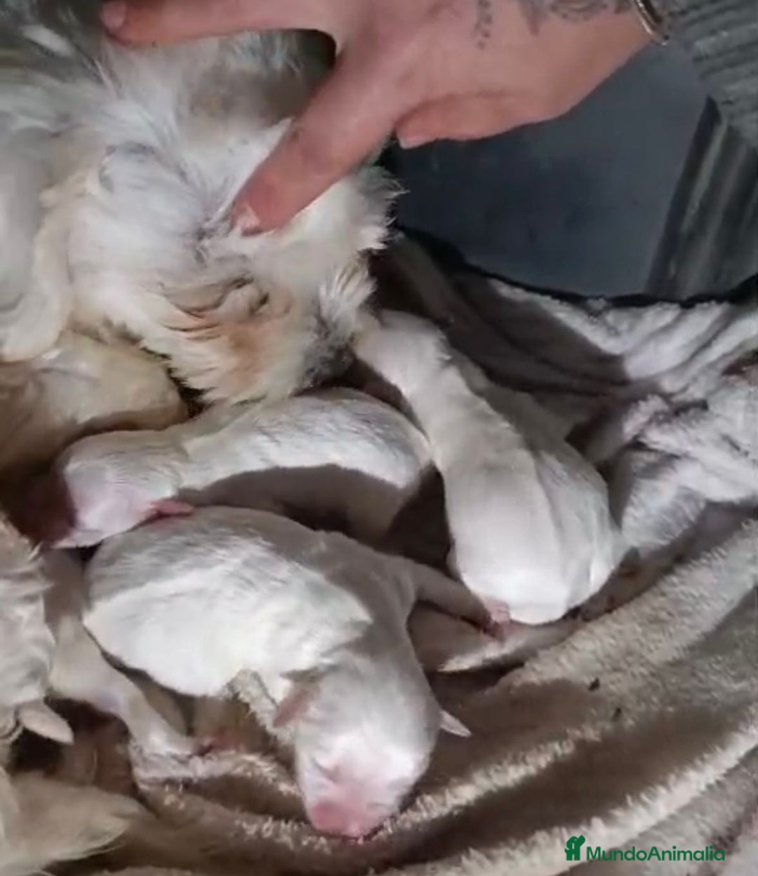 Bichón Maltés perros en venta: Nueva camada Bichon maltés toy  - Anuncio 2