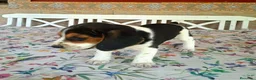 Beagle perros en venta: Beagle linea Inglesa - Anuncio 4