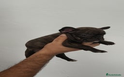 Bulldog Francés perros en venta: Bulldog francés hembra  - Imagen 3