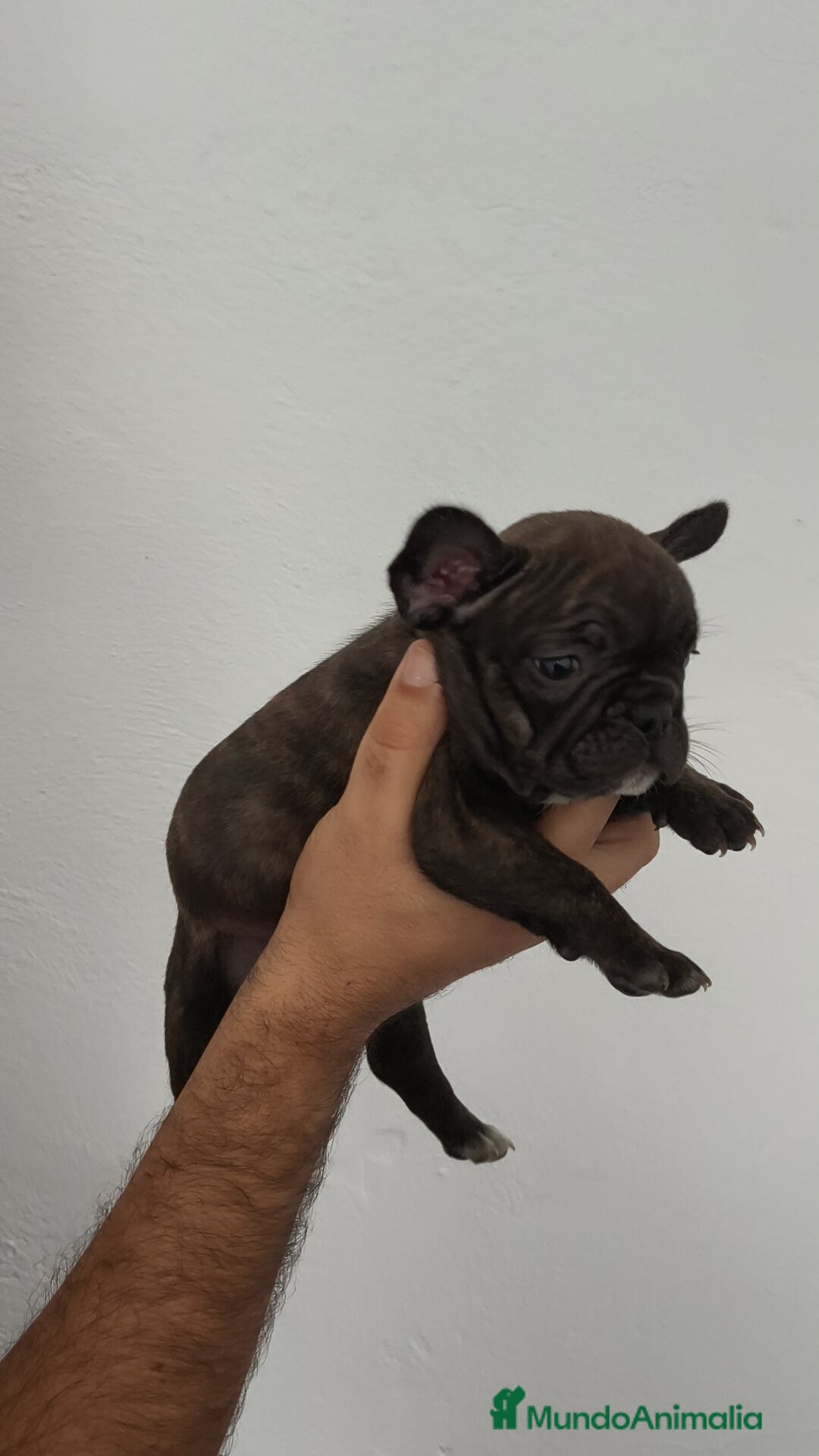 Bulldog Francés perros en venta: Bulldog francés hembra  - Imagen 3