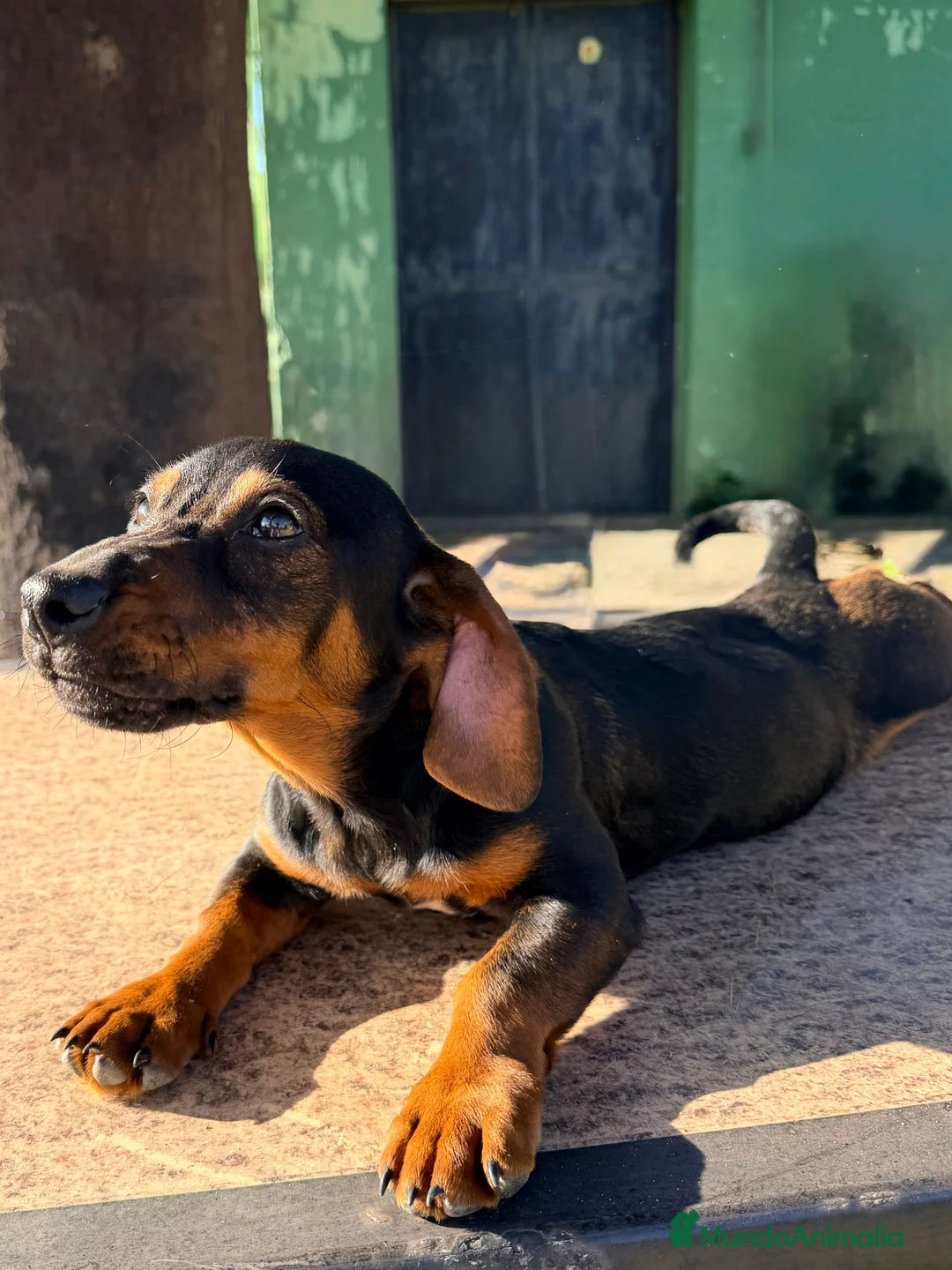 Teckel perros en venta: Teckel negro fuego hembra - Anuncio 3