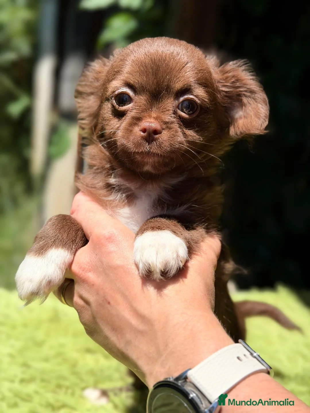 Chihuahua perros en venta: CHIHUAHUA PELO LARGO CHOCOLATE  - Anuncio 3