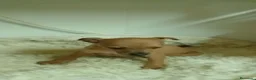 Pequeño Lebrel Italiano perros en venta: Lebrel  - Anuncio 12