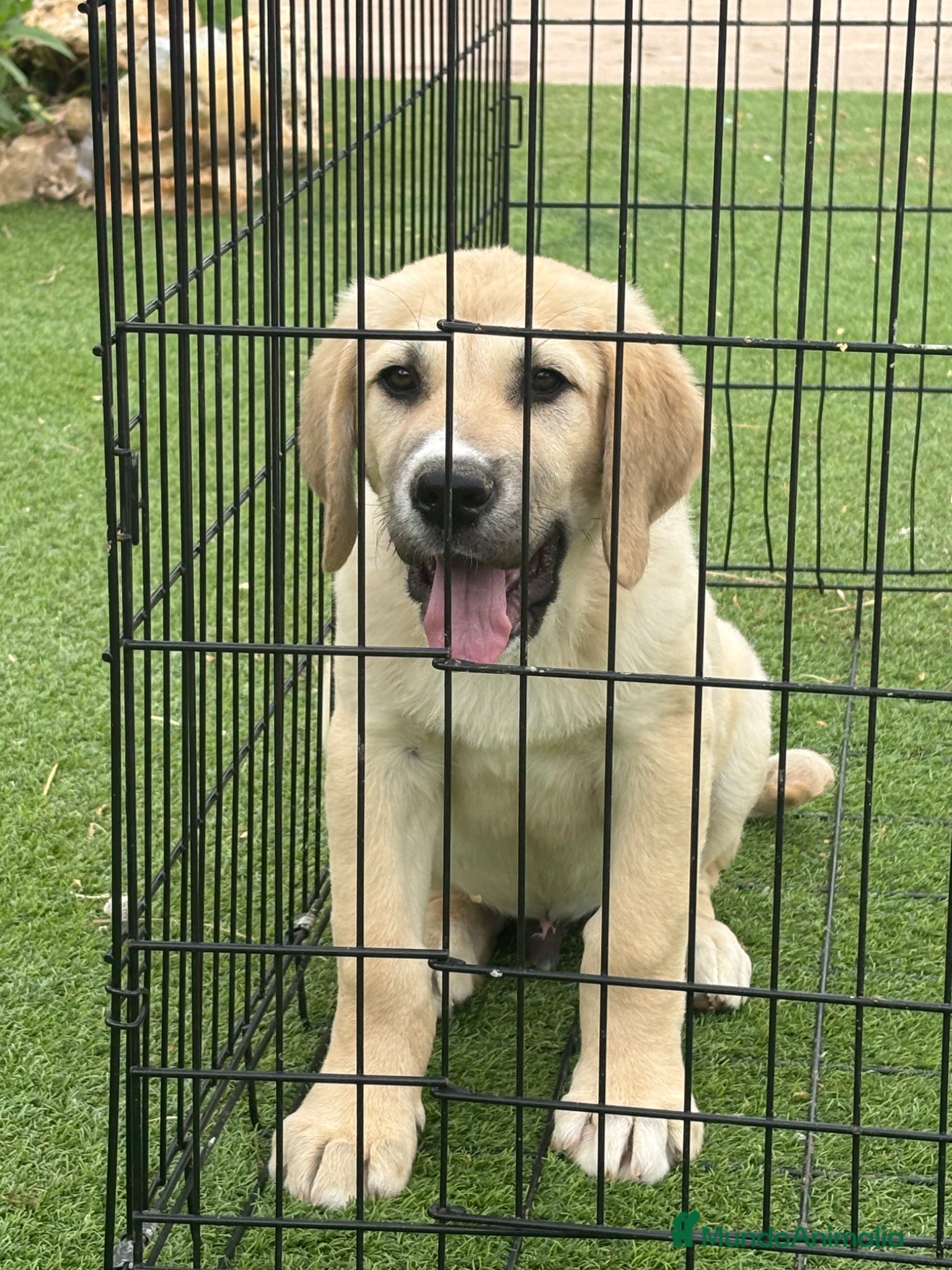 Pastor de Asia Central perros Cachorro de Alabai  - Anuncio 3