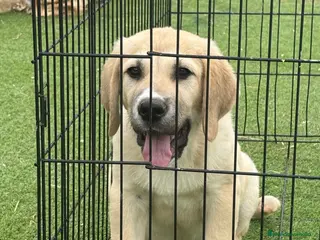 Pastor de Asia Central perros Cachorro de Alabai - Anuncio 3