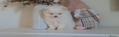 Pomerania Cachorro 1