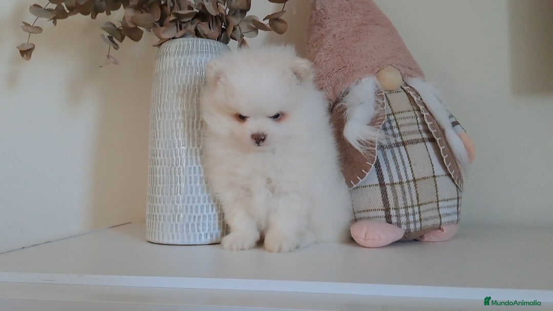 Pomerania perros en venta: Lulu de Pomerania  - Anuncio 1