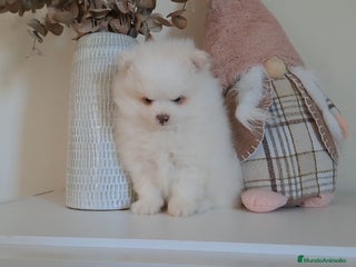 Pomerania perros Lulu de Pomerania - Anuncio 2
