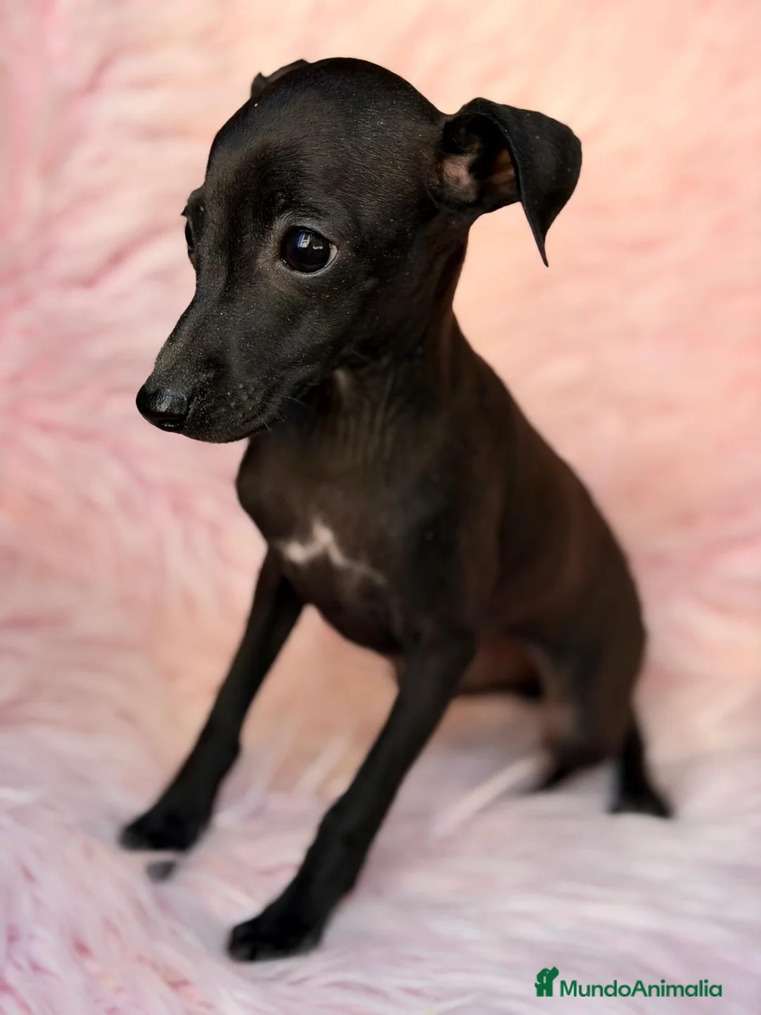 Pequeño Lebrel Italiano perros en venta: Piccolo (pequeño lebrel italiano) hembra - Anuncio 2