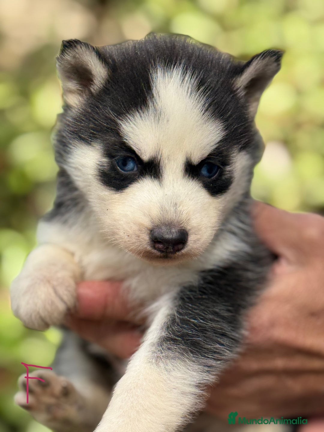 Husky Siberiano perros en venta: CAMADA HUSKY SIBERIANO - Anuncio 6