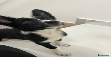 Border Collie perros - Anuncio 4