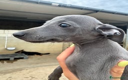 Pequeño Lebrel Italiano perros en venta: CACHORROS DE PICCOLO LEBREL ITALIANO - Imagen 6