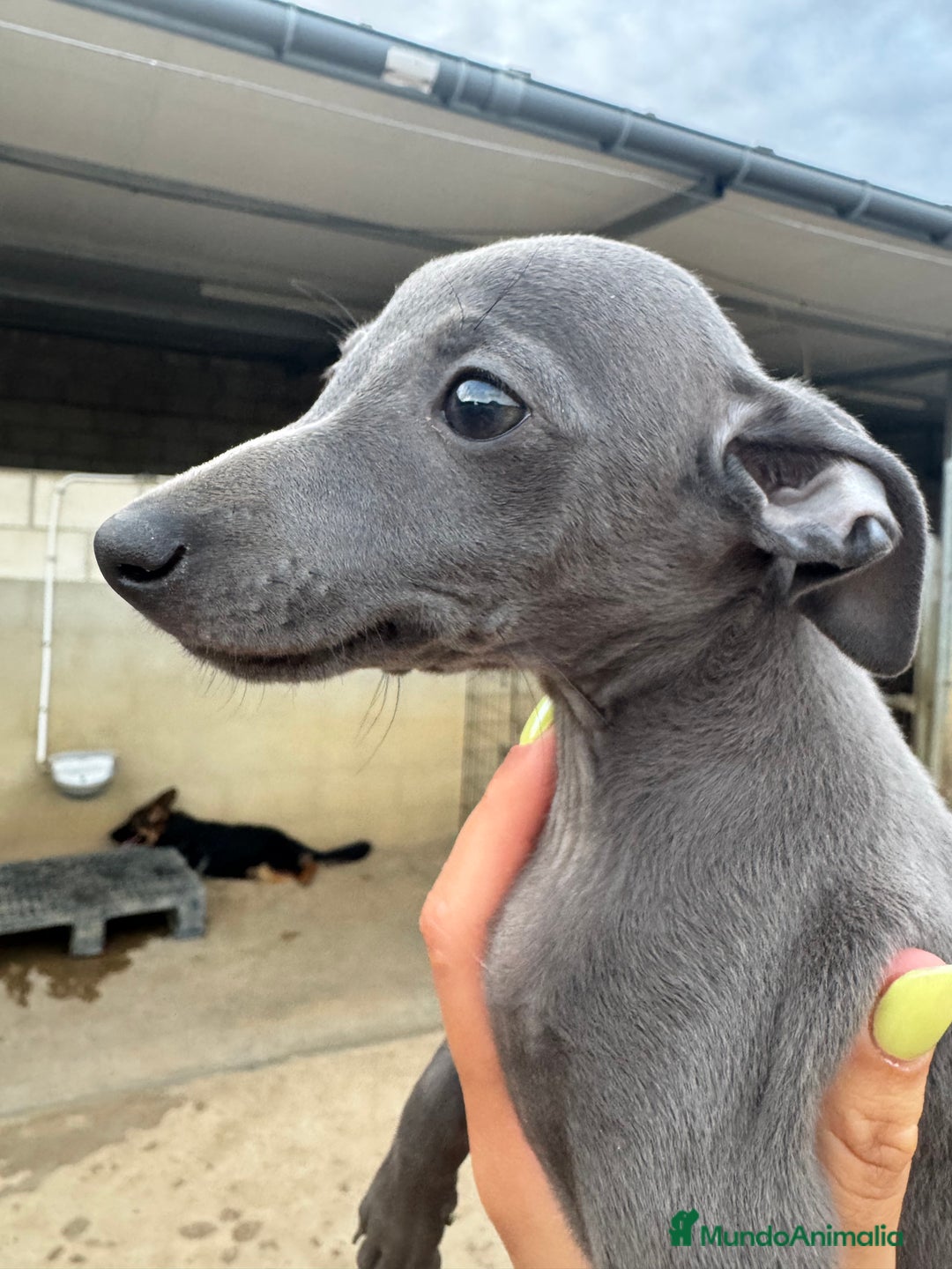 Pequeño Lebrel Italiano perros en venta: CACHORROS DE PICCOLO LEBREL ITALIANO - Imagen 6