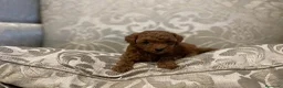 Caniche Toy perros en venta: caniche toy en Barcelona - Anuncio 2