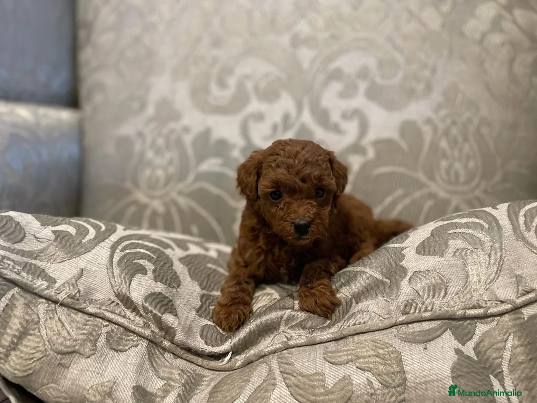 Caniche Toy perros en venta: caniche toy en Barcelona - Anuncio 2