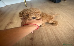 Raza Mixta perros en venta: caniche  - Imagen 1