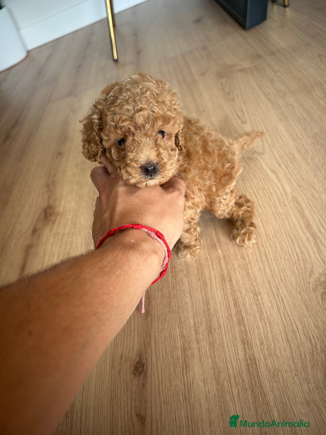 Raza Mixta perros en venta: caniche  - Imagen 1