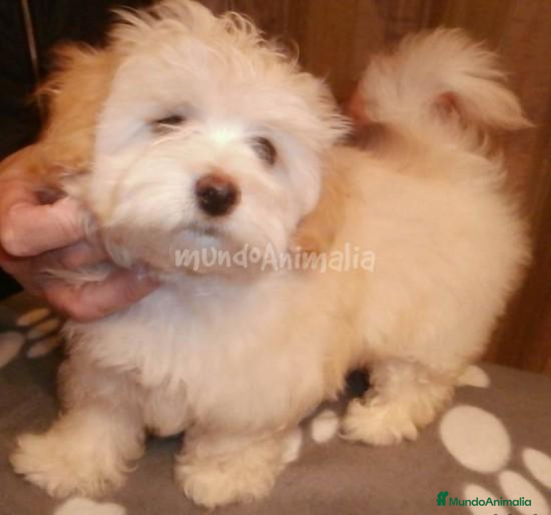 Imagen de galería {{count}}