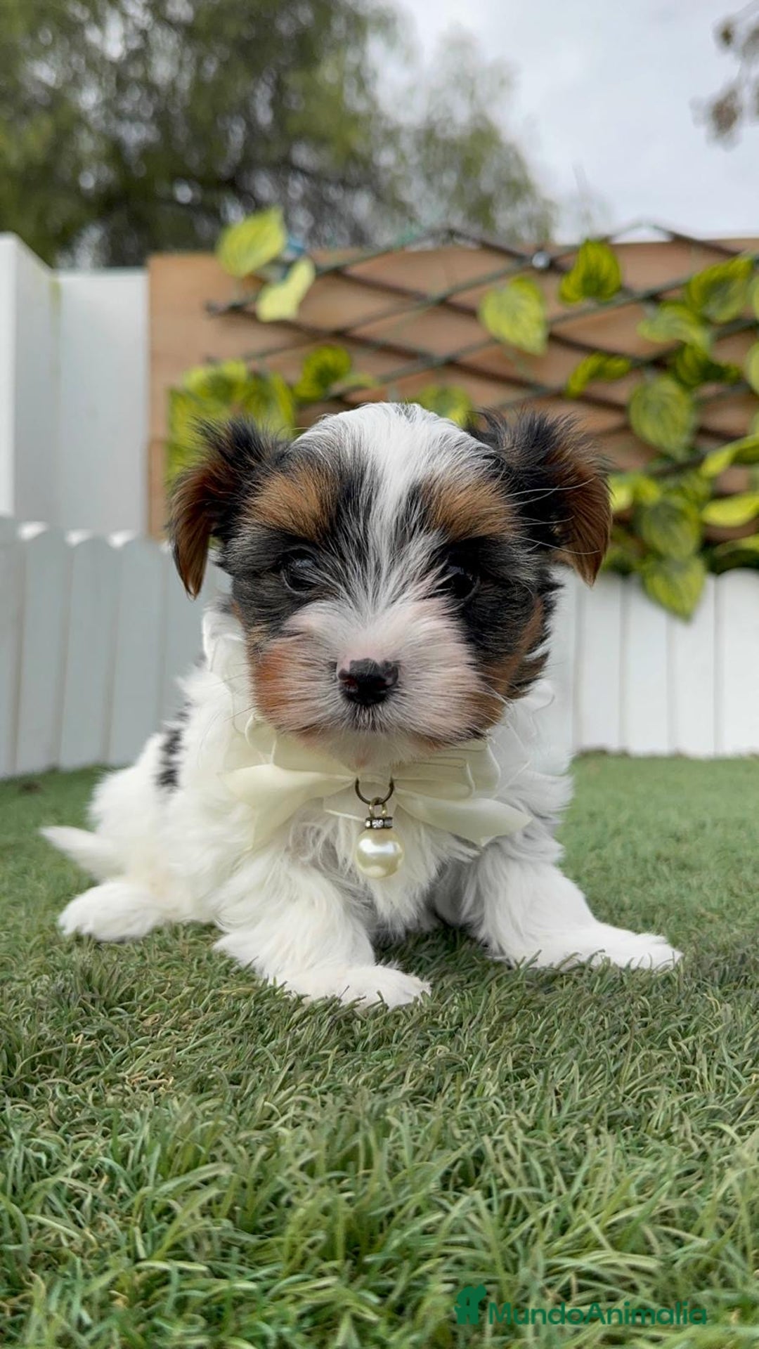 Yorkshire Terrier perros en venta: YORKSHIRE BIEWER - Anuncio 17
