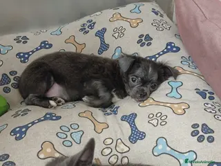 Chihuahua perros Chihuahuas blue linea rusa - Anuncio 29