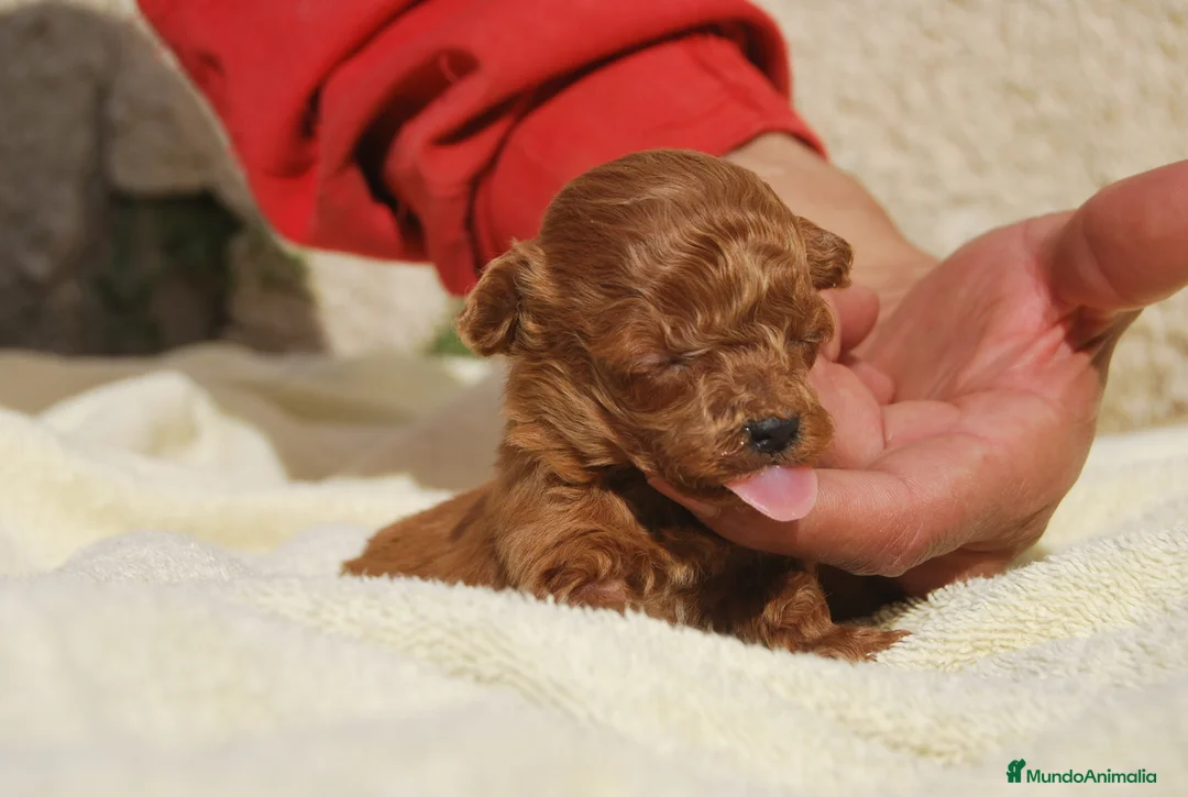 Caniche Toy perros en venta: Cachorros de Caniche toy / enano - Anuncio 10