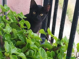 Bombay gatos en Madrid - Anuncio 26