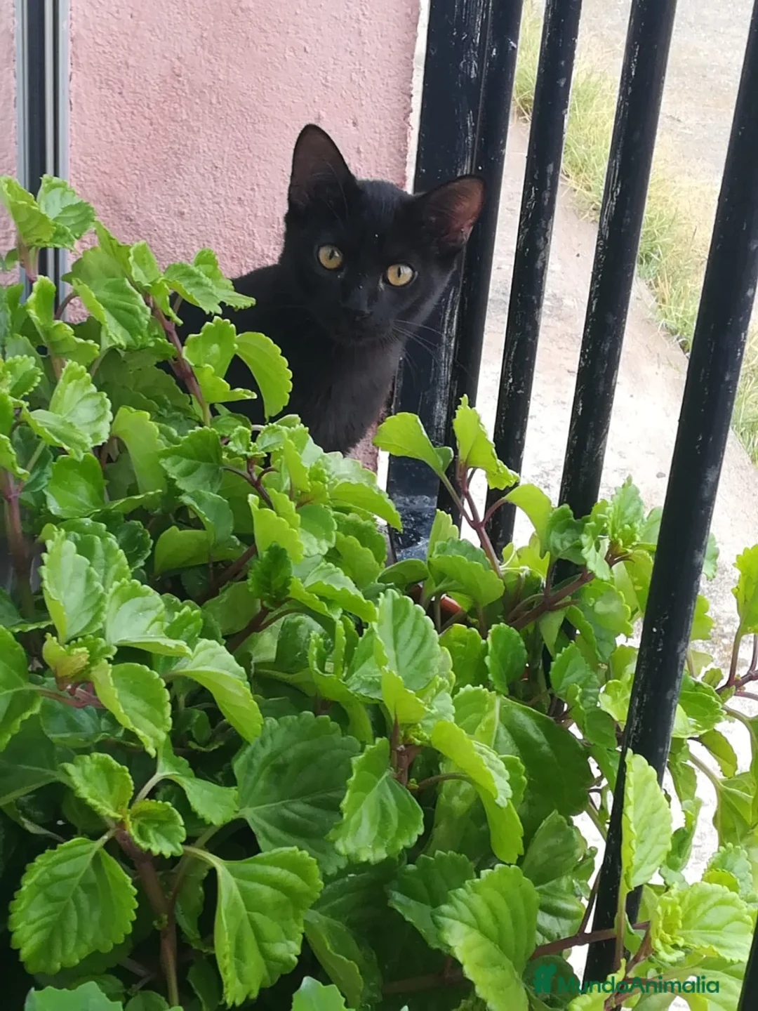 Bombay gatos en venta: GATITOS ESPECTACULARES en Madrid - Anuncio 1