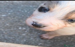 Border Collie perros en venta: Border collie - Anuncio 1