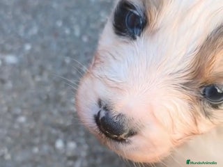 Border Collie perros Border collie - Anuncio 1