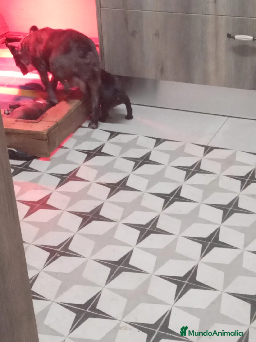 Bulldog Francés perros en venta: Bulldog francés - Anuncio 3