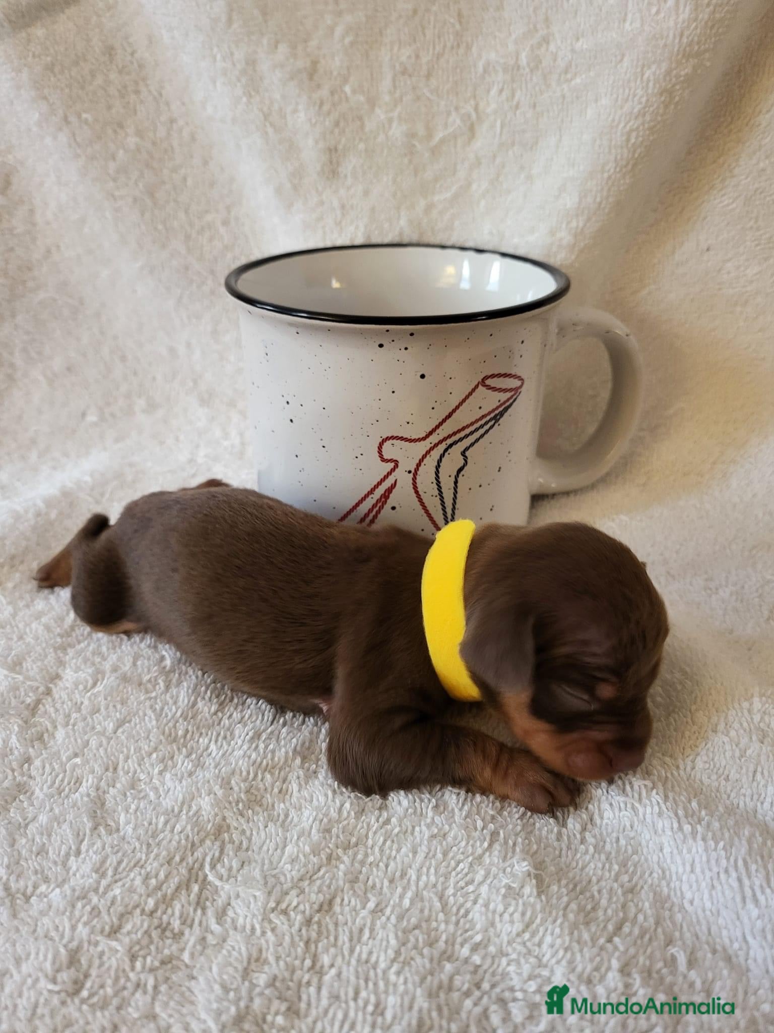 Pinscher Miniatura perros Pinscher TODA ESPAÑA !! - Anuncio 2