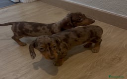 Teckel Miniatura perros en venta: Increíbles Teckel miniatura y Kaninchen .601144783 - Imagen 6