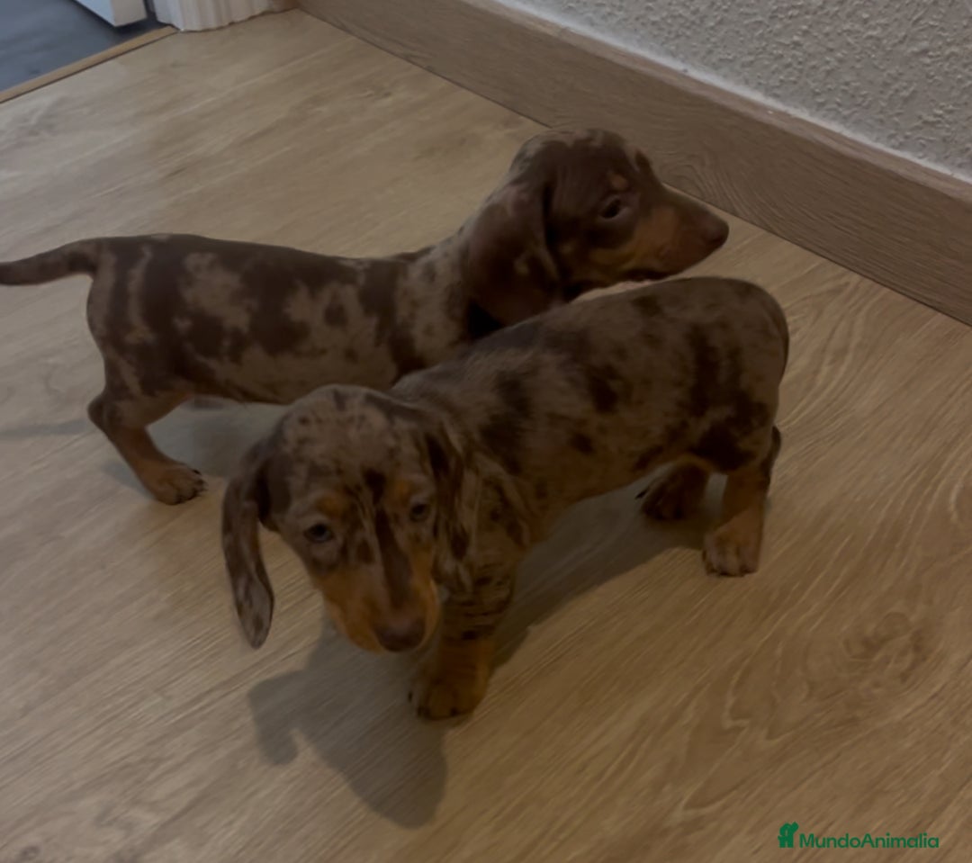 Teckel Miniatura perros en venta: Increíbles Teckel miniatura y Kaninchen .601144783 - Imagen 6