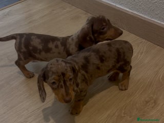 Teckel Miniatura perros - Anuncio 33