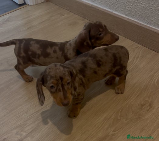 Teckel Miniatura perros Increíbles Teckel miniatura y Kaninchen .601144783 - Anuncio 1