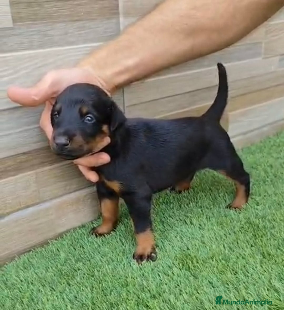 Dobermann perros en venta: Exelente linea de DOBERMAN - Imagen 4
