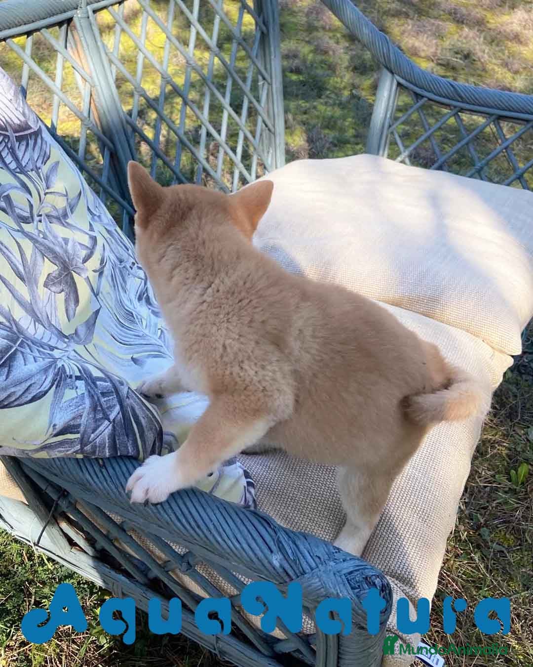 Shiba Inu perros Shiba Inu Hembra 5288 de Mar - AQUANATURA en Barcelona - Anuncio 2