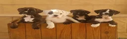 Boxer perros en venta: Cachorros boxer de alta selección  - Anuncio 3