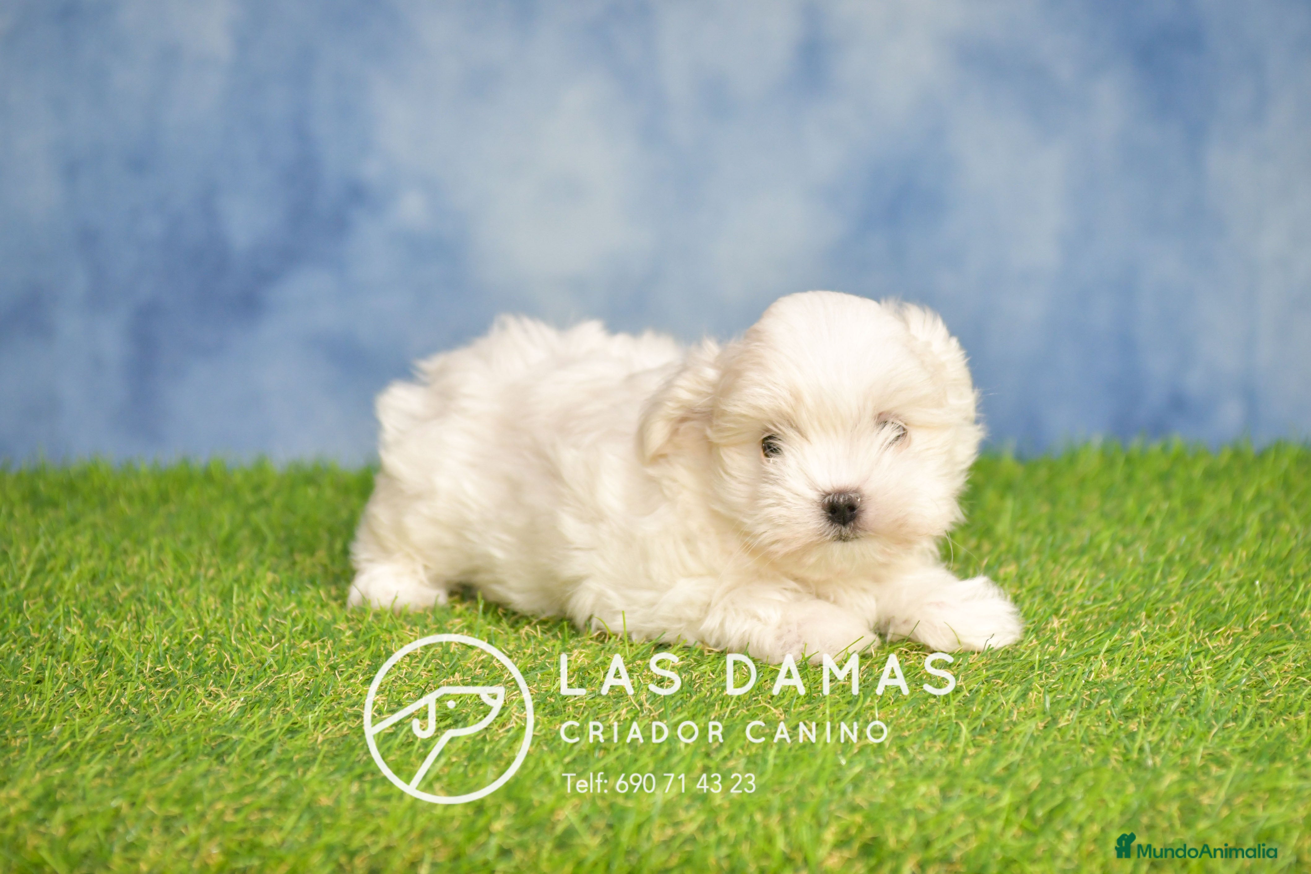 Bichón Maltés perros BICHÓN MALTÉS DISPONIBLES - Anuncio 12