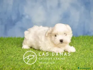 Bichón Maltés perros BICHÓN MALTÉS DISPONIBLES - Anuncio 12