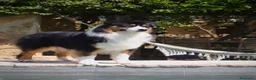 Pastor Australiano perros en venta: Aussie con garantias, pedigree, de cria familiar - Anuncio 11