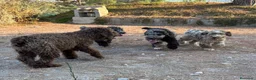 Perro de Agua Español perros en venta: PERRO DE AGUA ESPAÑOL - Anuncio 3
