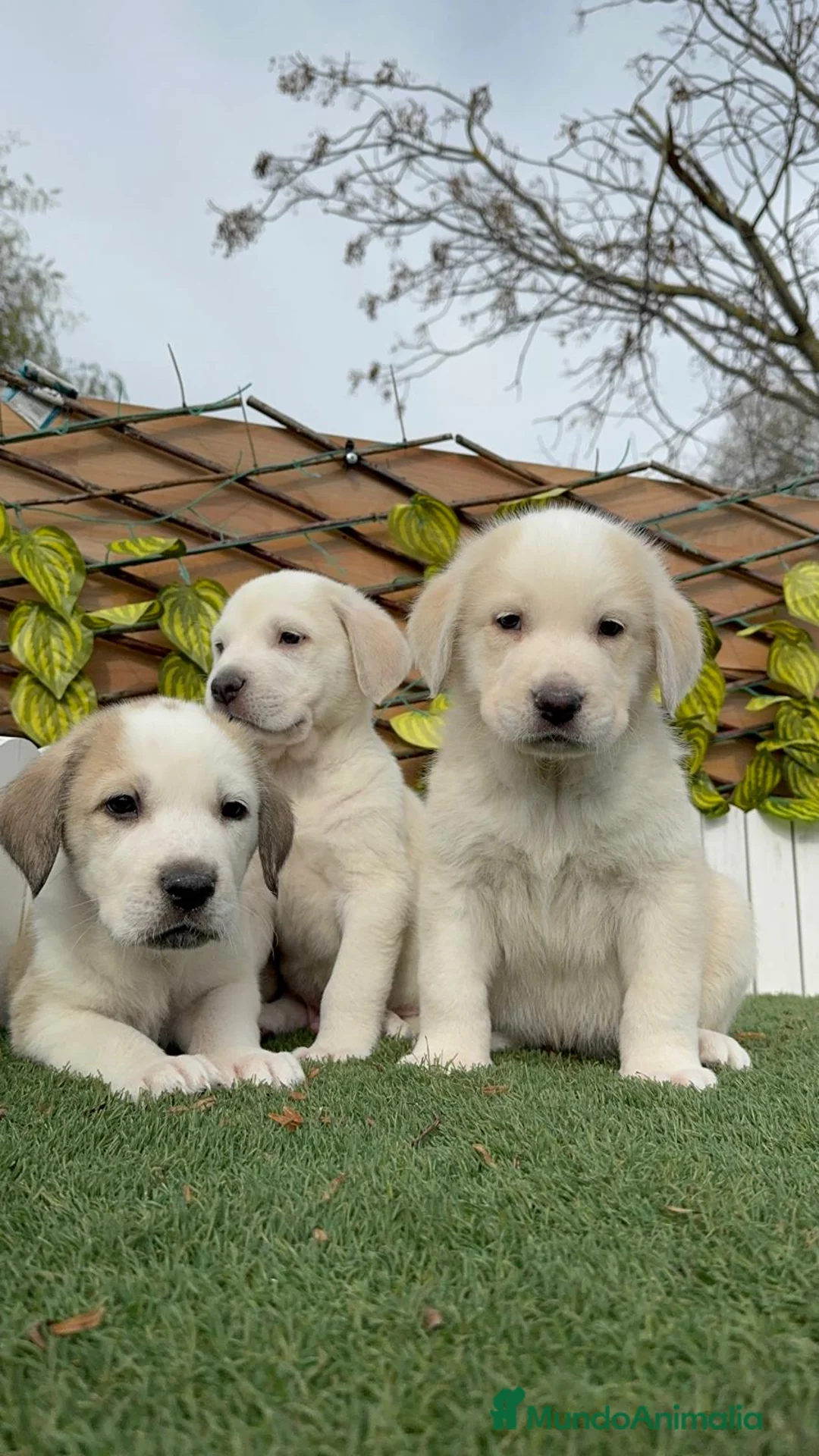 Mastín Español perros en venta: MASTIN ESPAÑOL MACHO - Anuncio 9