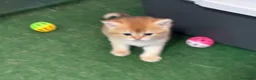 Británico de Pelo Corto gatos en venta: British Shorthair Golden chinchilla - Anuncio 4