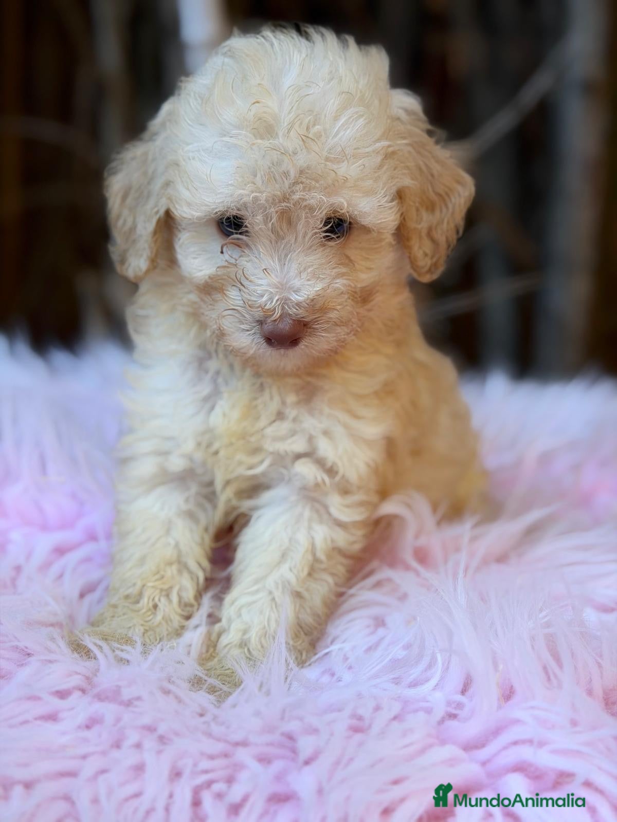 Caniche Toy perros en venta: Caniche enano/toy - Anuncio 1