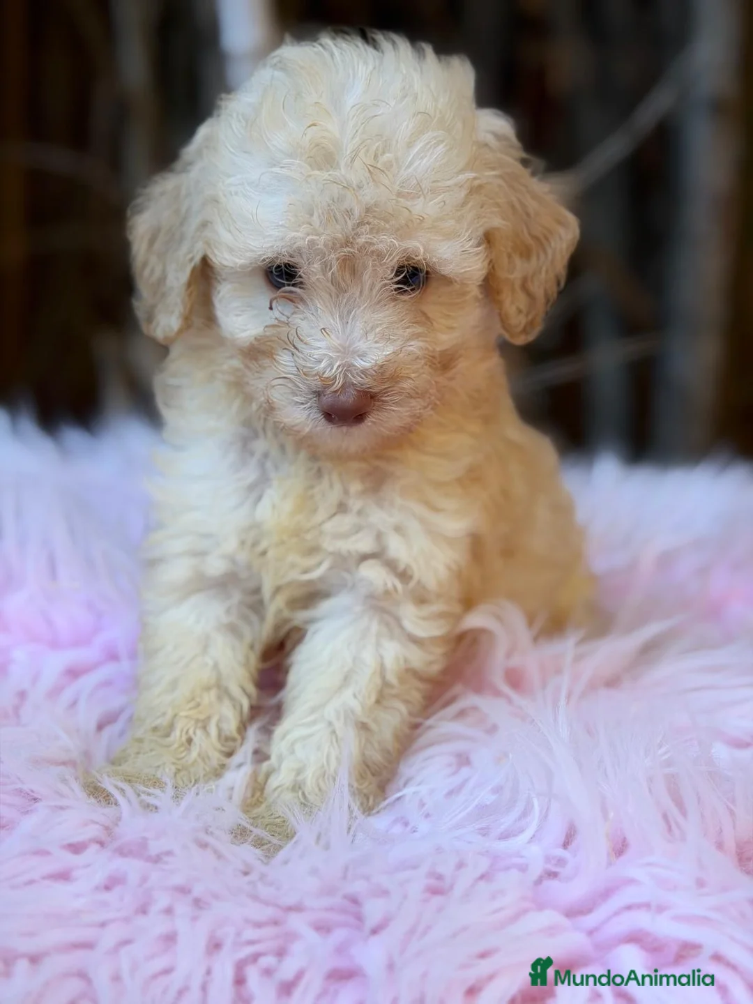 Caniche Toy perros en venta: Caniche enano/toy - Anuncio 1